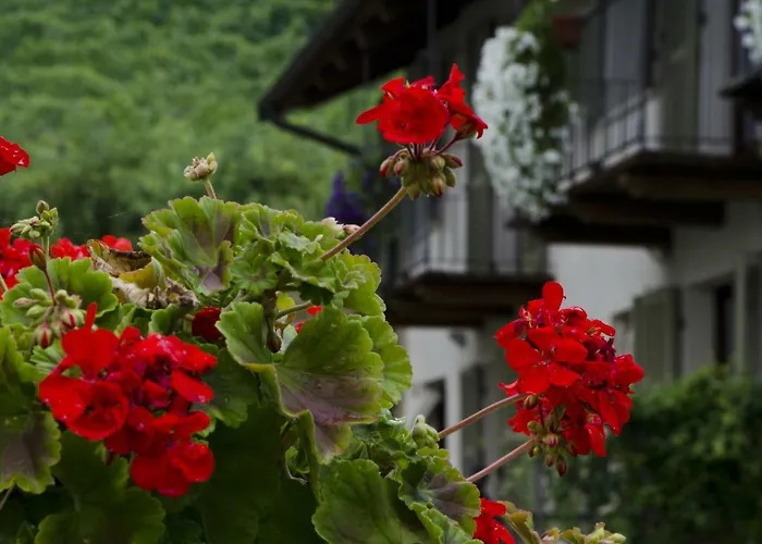 Διαμέρισμα Sul Bric Dei Capalot *